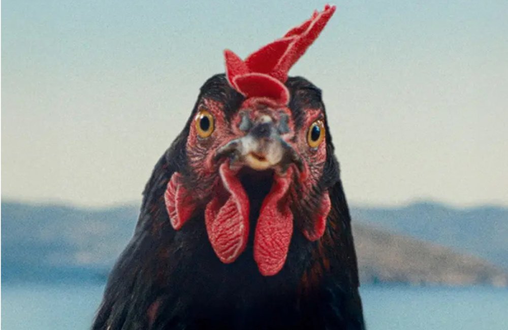 Ozveny svetových festivalov: SLIEPKA (FK)